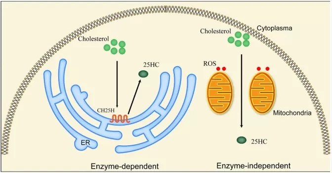 Main biosynthetic approaches of 25-HC: enzyme-dependent and enzyme-independent